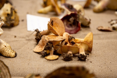 Katarina-dan-drugi-30