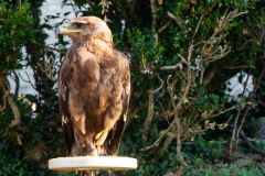 Svetvincenat-zatvaranje-7